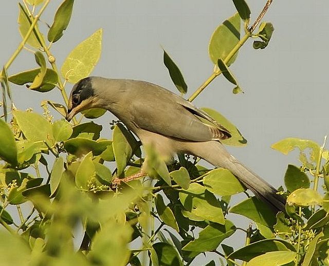  p>灰连雀(学名:hypocolius ampelinus)是鸟纲雀形目灰连雀科的仅有 a