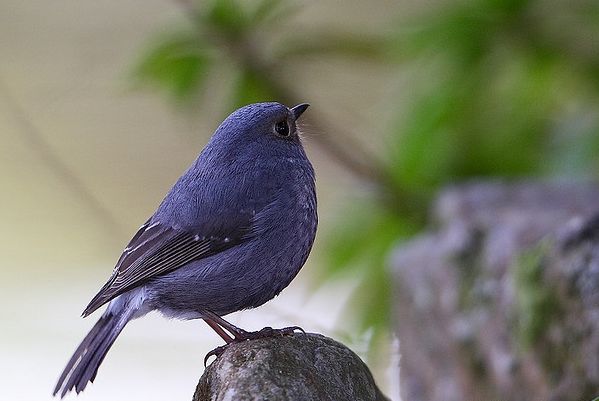 affinis)是 a target="_blank" href="/item/鸫科/2757978" data