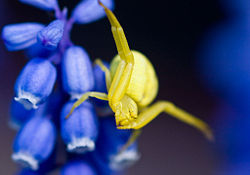  p>弓足梢蛛( a href="#" data-lemmaid="8723144">拉丁文学名 /a>