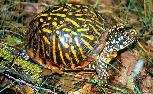  p>箱龟是几种水龟科(emydidae) a href="#" d