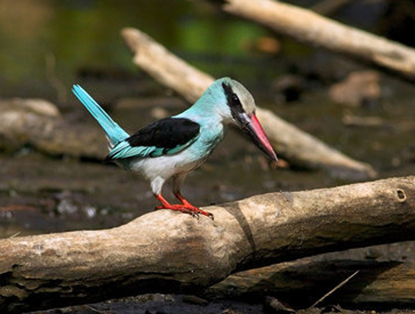 blue-breasted kingfisher