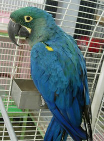  p>卡洛沙金刚鹦鹉(英文名称:caloshua macaw )是由两种不同的 a href