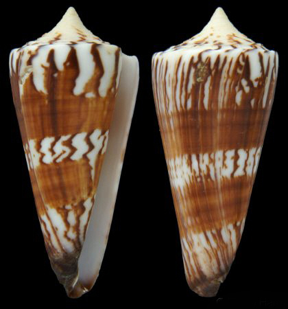  p>将军芋螺(学名:strategoconus generalis)贝壳厚实,体螺层为较瘦长