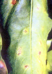 辣椒细菌性斑点病