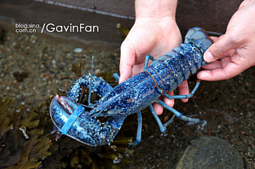 蓝龙虾