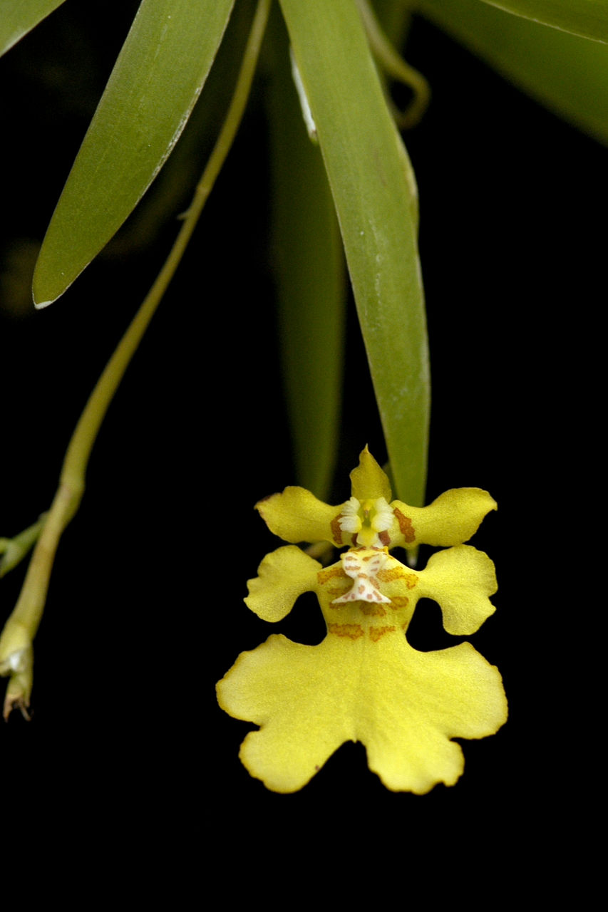 5-3.5cm ,花径2.5cm,花的寿命7-9天,具淡香,需光条件-中光,栽培较易.
