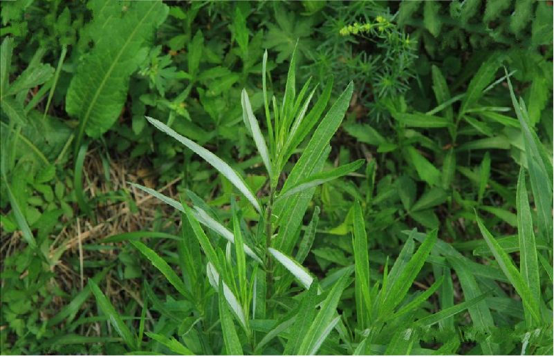 artemisia subulata nakai