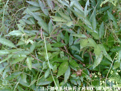 小槐花(学名:ohwia caudata),别名:锐叶小槐花,茉草,抹草