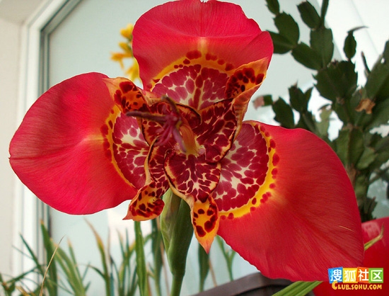 f.) ker-gawl.)是鸢尾科虎皮花属植物,球根花卉,高40～60厘米.