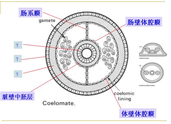  p> a target="_blank" href="/item/真体腔/193952" data-lemmaid="