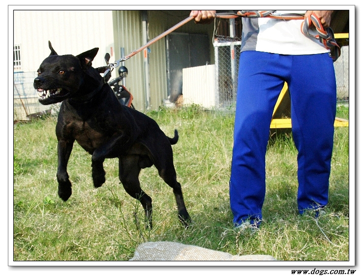  p>台湾犬,拼音为tái wān quǎn,是在 a target="_blank" href="