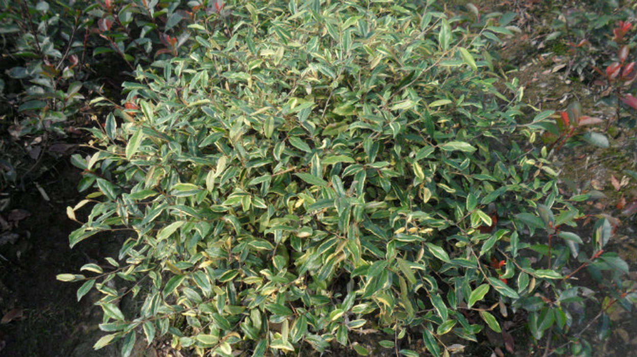 p>胡颓子,别名:蒲颓子,半含春,卢都子,雀儿酥,甜棒子,牛奶子根,石