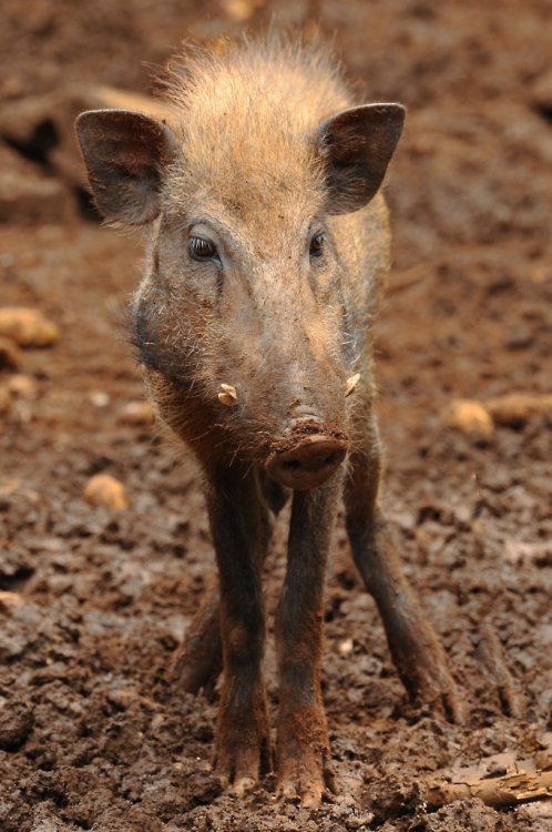  p>爪哇野猪(学名: i>sus verrucosus /i>):是 a data-lemmaid="