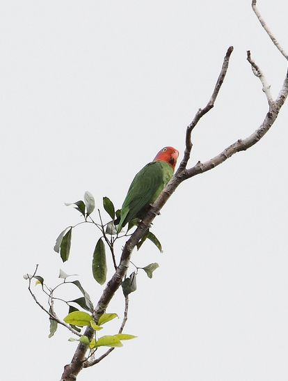 p>红颊鹦鹉(学名:geoffroyus geoffroyi)体长约21厘米,体重135～180
