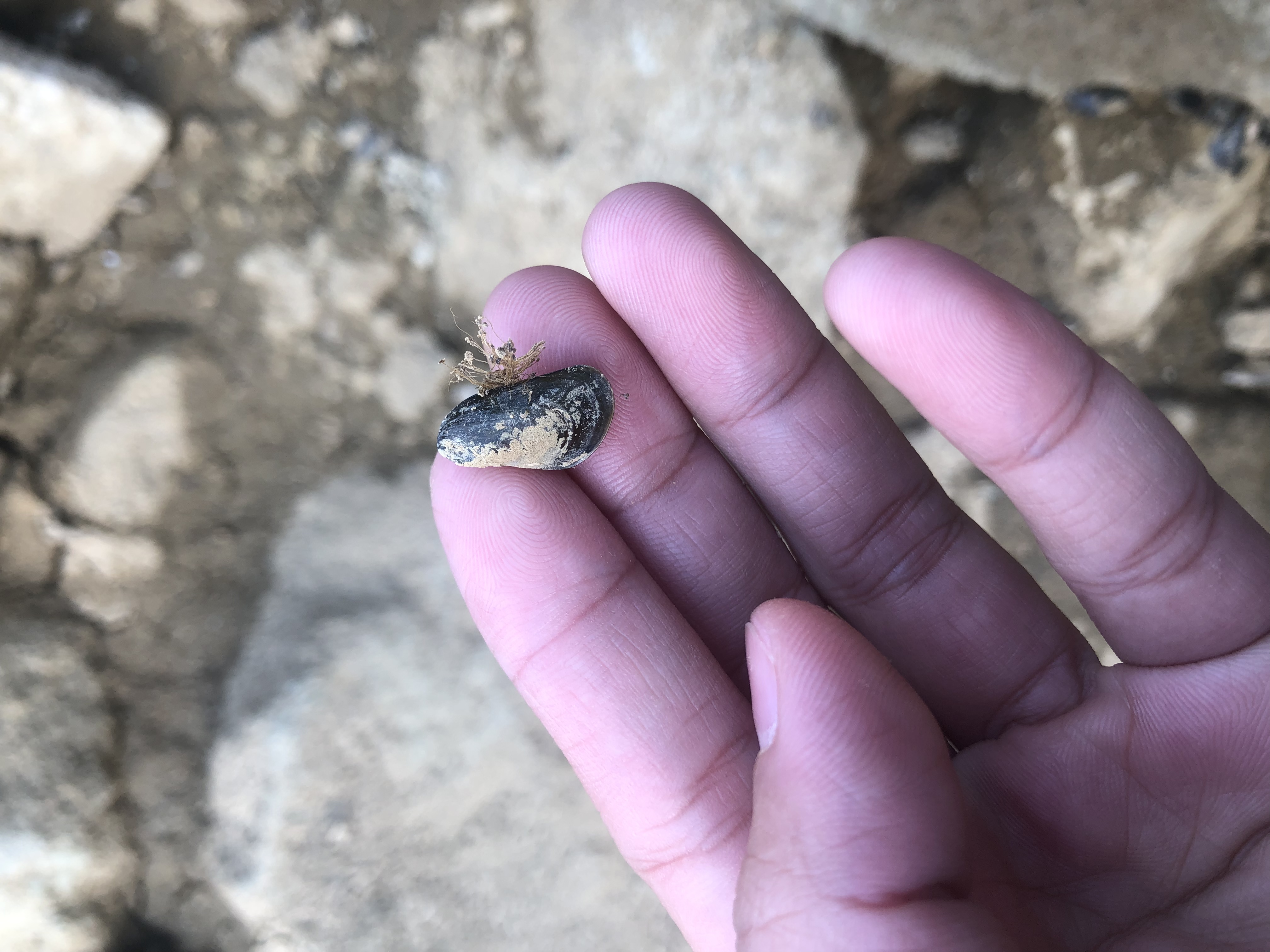  p data-id="gnzvov1055">淡水贻贝,是蛛蚌的俗称,属于蛛蚌目蛛蚌科