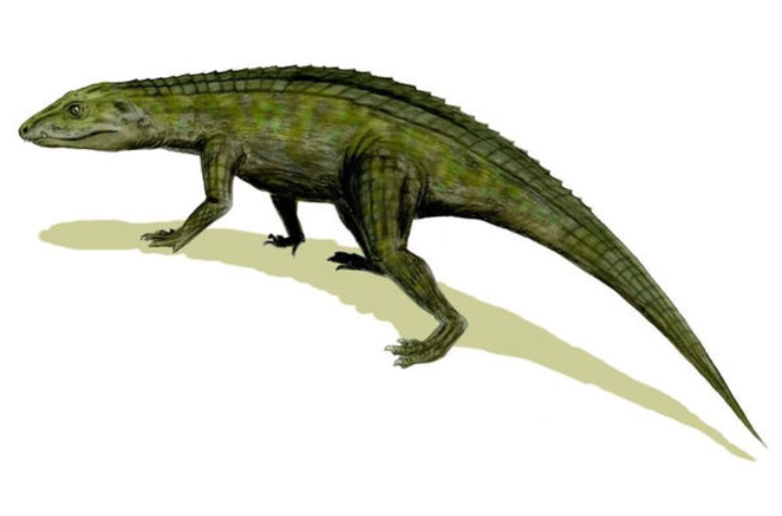  p>这种早期 a href="#" data-lemmaid="328752">鳄鱼 /a>是一种生活