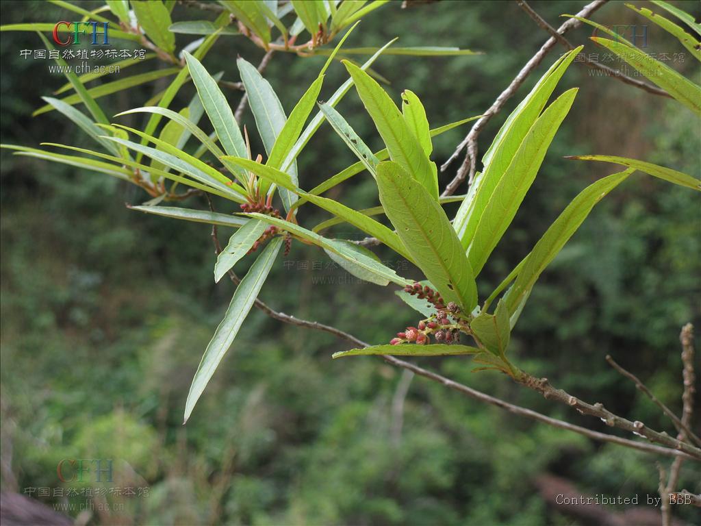  p>水柳属(学名:homonoia lour.