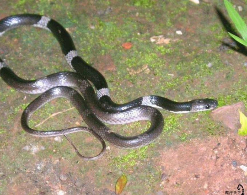 sibynophis  chinensis