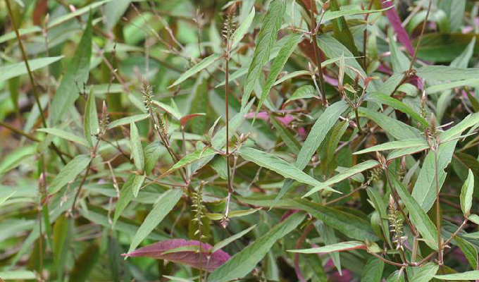  p> a href="#" data-lemmaid="4955420">柳叶牛膝 /a>,别名:红柳叶