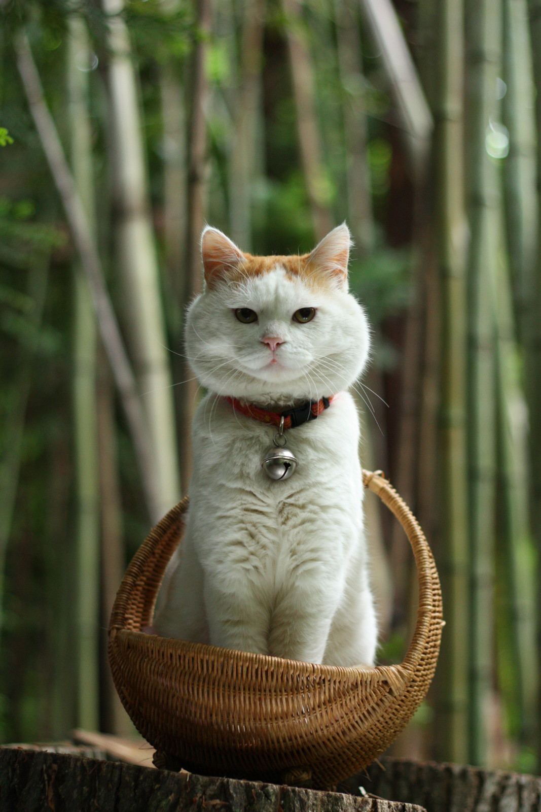  p> a target="_blank" href="/item/猫叔">猫叔 /a>(2002年3月8日