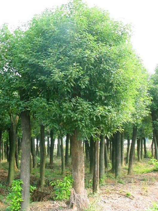  p>园林绿化树种以其特有的生态平衡功能和环境保护作用,决定了它在