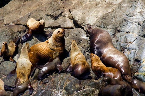  i>eumetopias jubatus  /i>),是海狮科,北海狮属动物