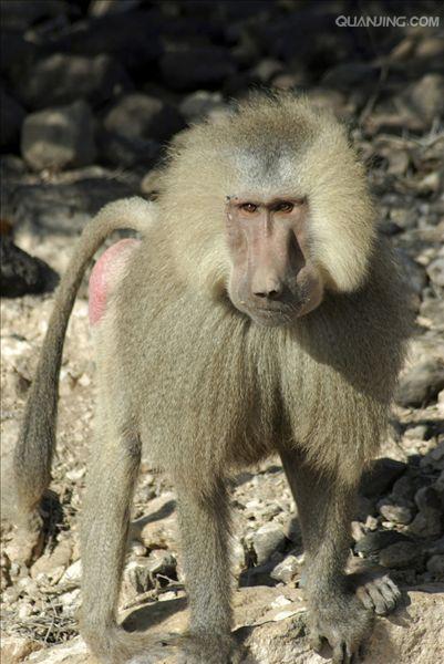  p>狒狒(学名: i>papio /i>):灵长目 a target="_blank" href="/item