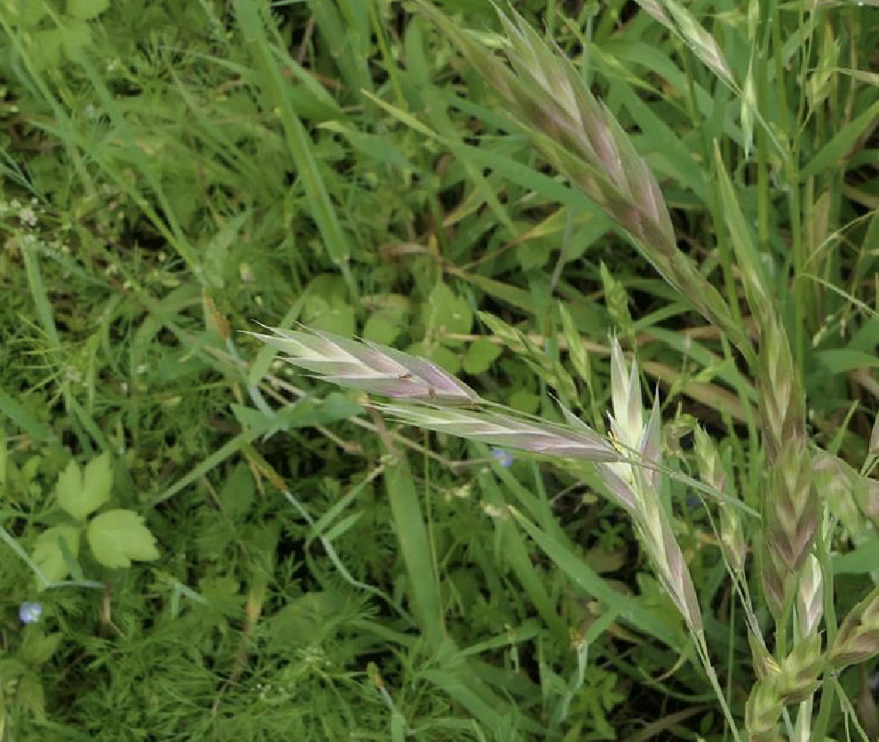 ( i>bromus catharticus /i> vahl)是禾本科,雀麦属一年生草本植物