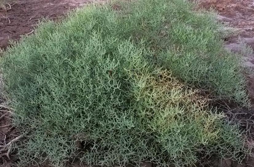 kalidium gracile fenzl