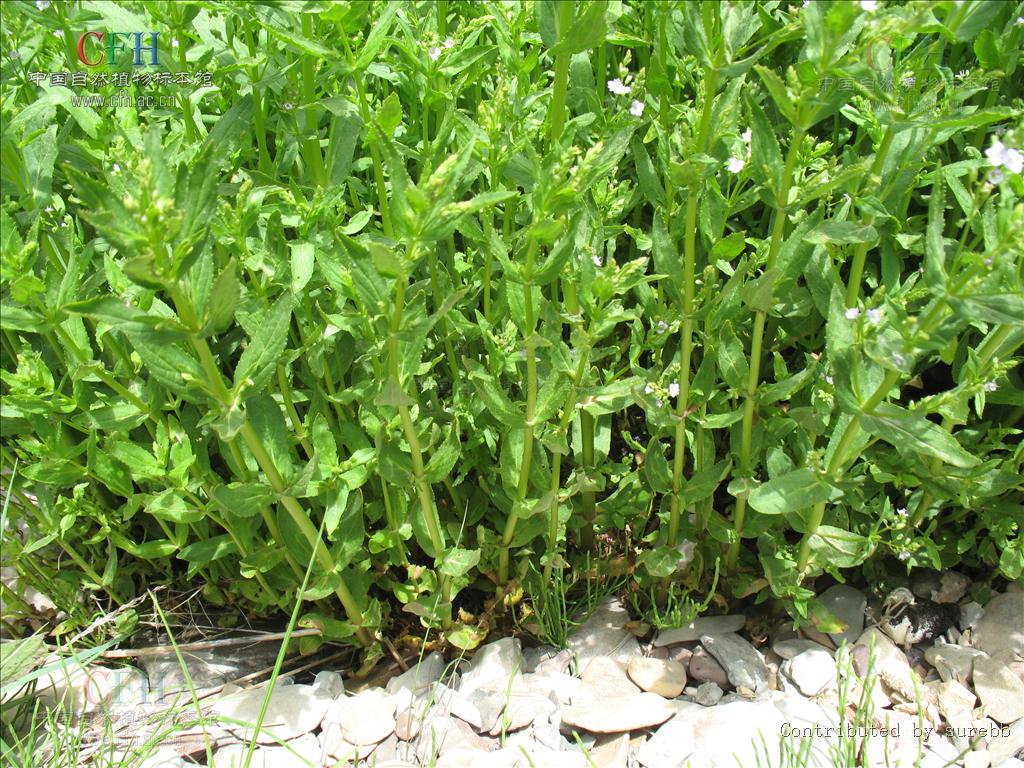 为玄参科植物北水苦荬 i>veronica /i> i>  /i> i>anagallis-aquatica