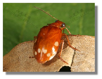  p>八星步行虫是 鞘翅目,通称甲虫.