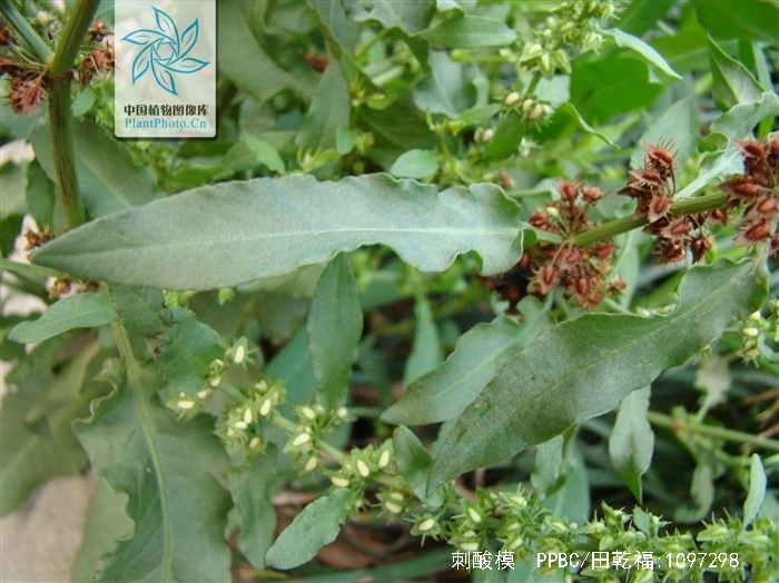  p>刺酸模(学名: i>rumex maritimus /i> l. sp. pl.