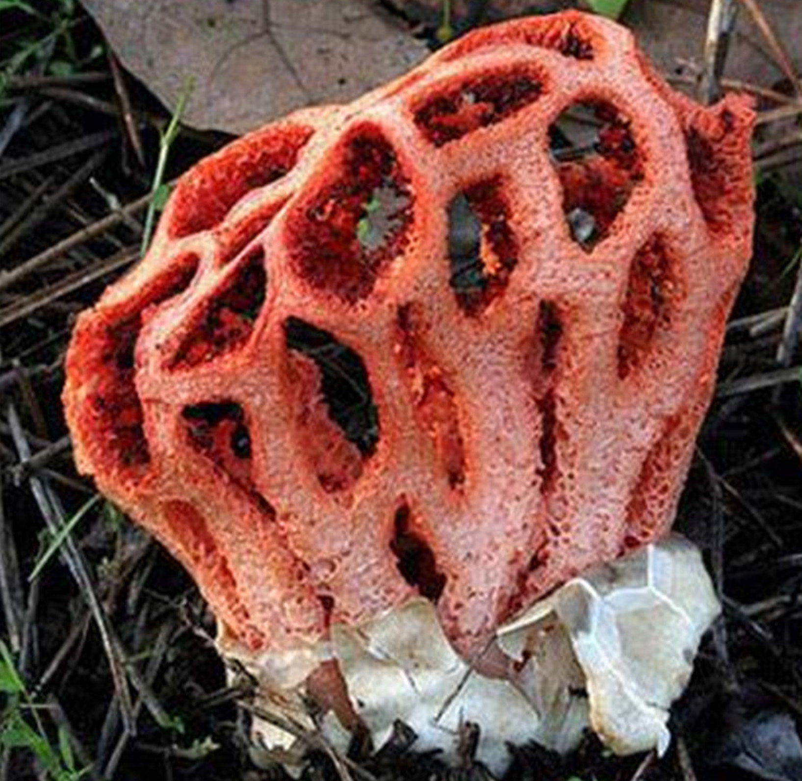  p>红笼头菌(clathrus ruber)是 a href="#" data-lemmaid="9223623">