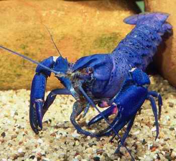 蓝色龙虾
