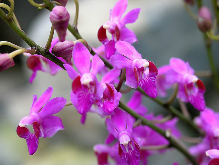  p>五唇兰(学名: i>doritis pulcherrima /i>  lindl.