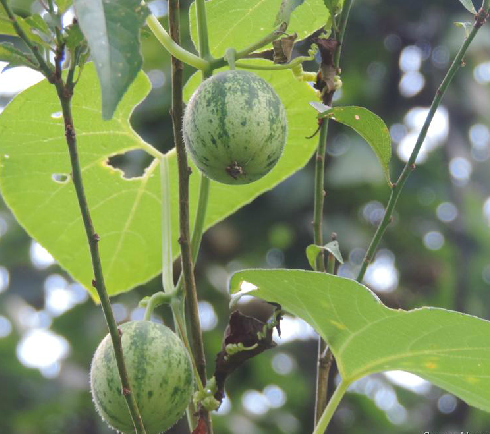  p>甜瓜( i>cucumis melo  /i>l.)又称香瓜,哈密瓜等.