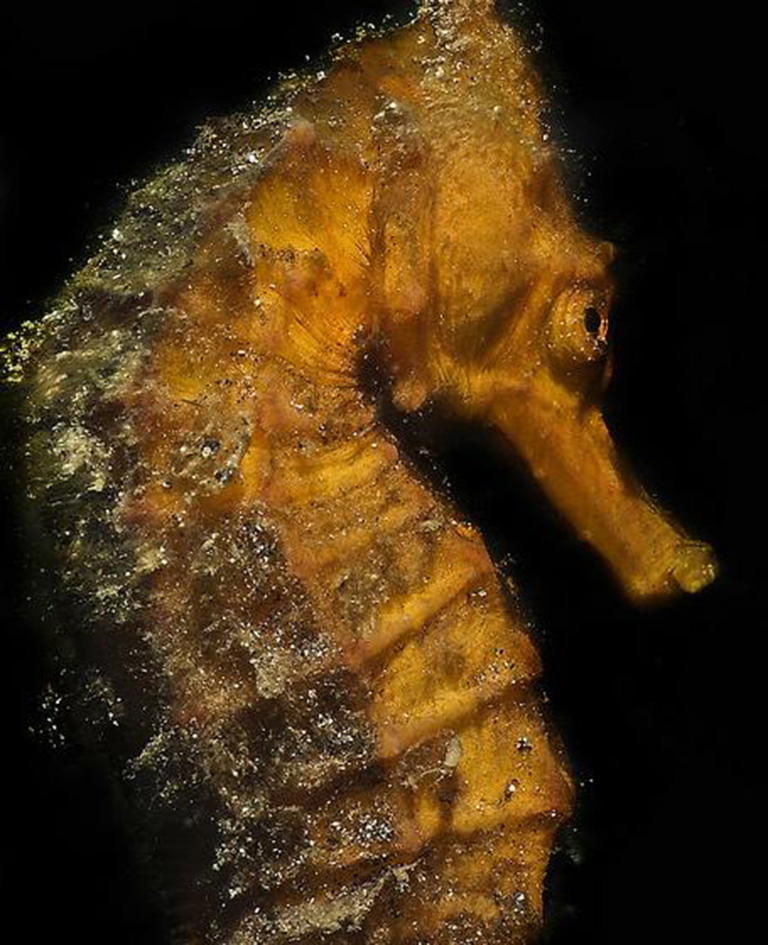  p>海马(拉丁学名: i>hippocampus /i>),是刺鱼目 a target="_blank"