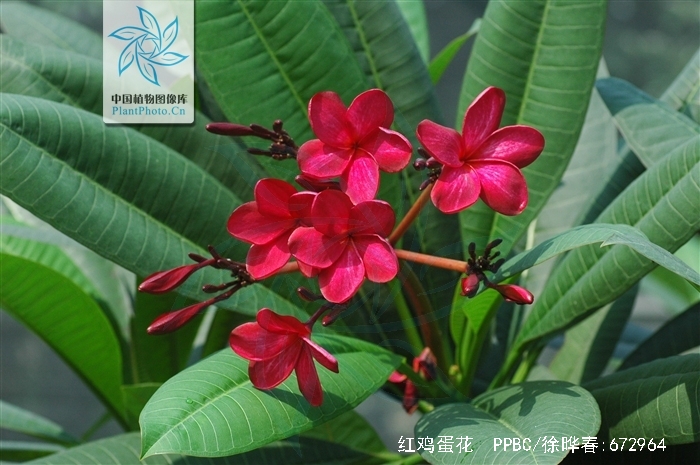 p>红鸡蛋花( i>plumeria rubra /i> linn.