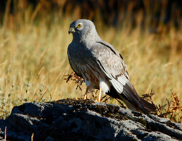  p>乌灰鹞(学名: i>circus pygargus /i>)为隼形目,鹰科鹞属的鸟类.