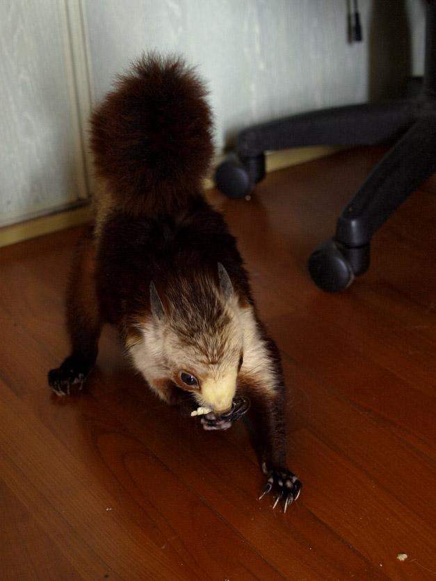  p>红白鼯鼠(学名: i>petaurista alborufus /i>)是一种 a target="