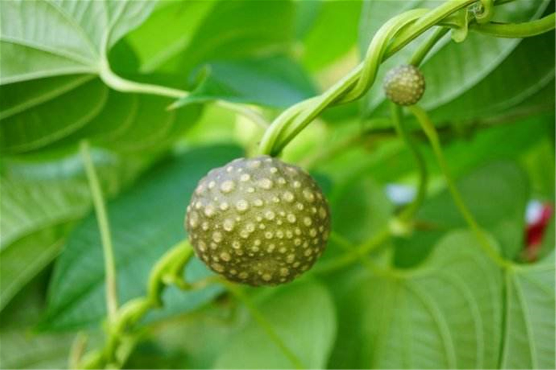 dioscorea bulbifera l.