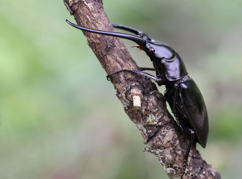  p>孔夫子锯锹甲, a target="_blank" href="/item/鞘翅目/1535103"