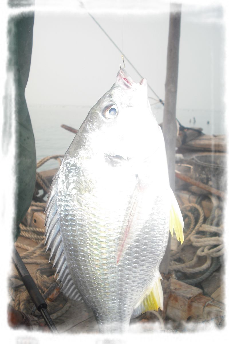  p>黄鲷是 a href="#" data-lemmaid="7626232">鲷科 /a>的一种可食用