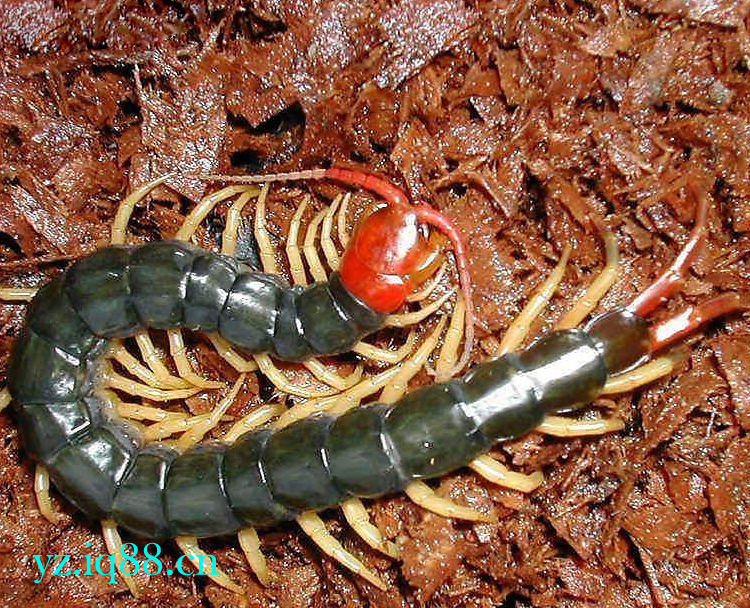 马来西亚三色珍宝蜈蚣