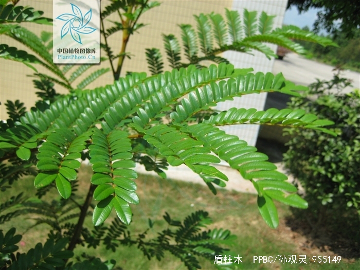  p>盾柱木 (学名:brachytome hainanensis c. y. wu ex w. c.