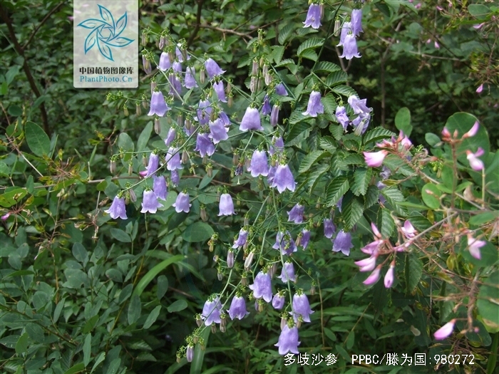  p>多歧沙参〔拉丁学名: i>adenophora wawreana /i> zahlbr.