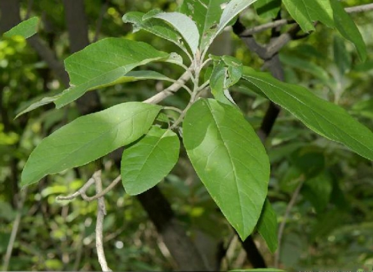 栌菊木 百度百科