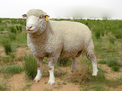 乌兰察布细毛羊