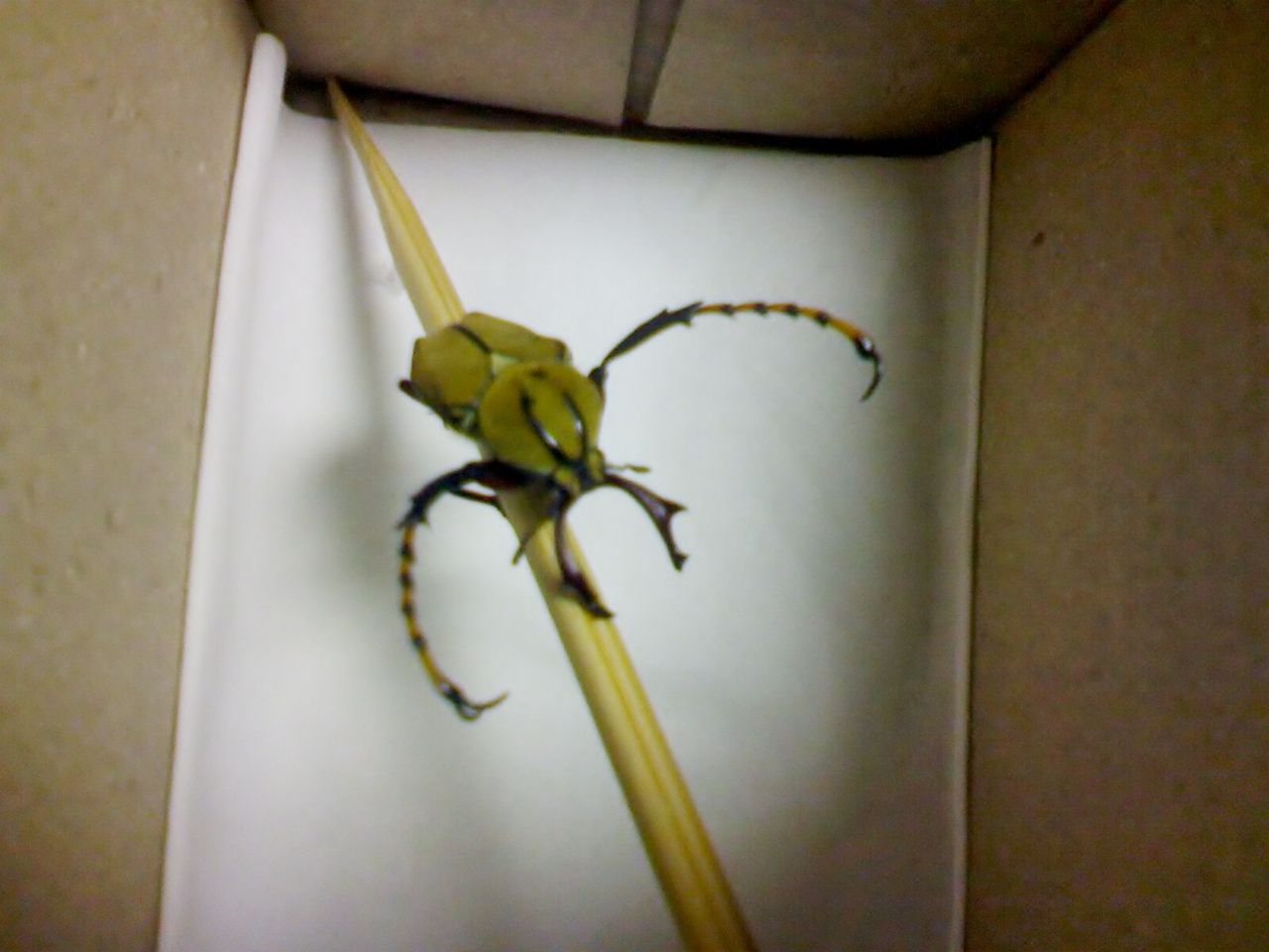  p>稻铁甲虫属鞘翅目,铁甲虫科,分布在中国辽宁以南各稻区.