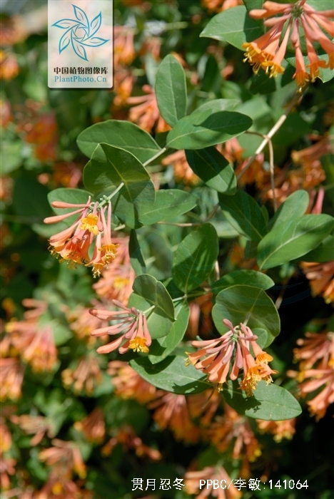 是忍冬科,忍冬属常绿藤本,全体近无毛;叶宽椭圆形,卵形至矩圆形,徊靠